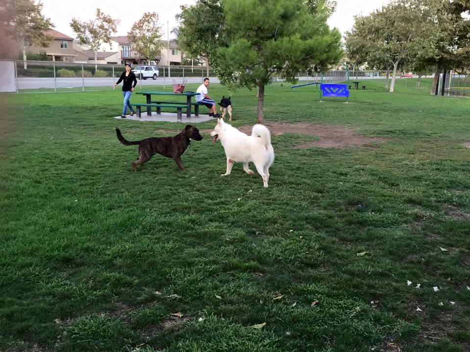 Off-leash Dog Parks In Corona Ca - Bringfido