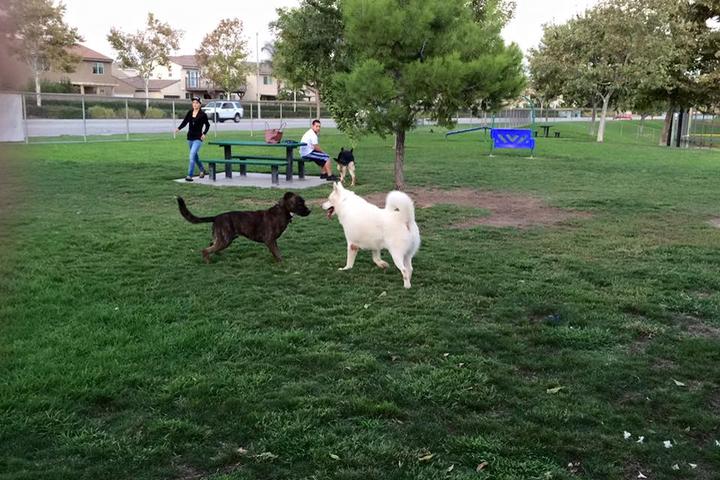 Off-leash Dog Parks In Corona Ca - Bringfido Off-leash Dog Parks In Corona Ca - Bringfido