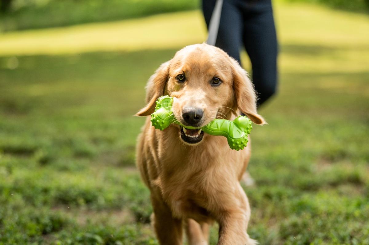 Tractor supply dog store chains