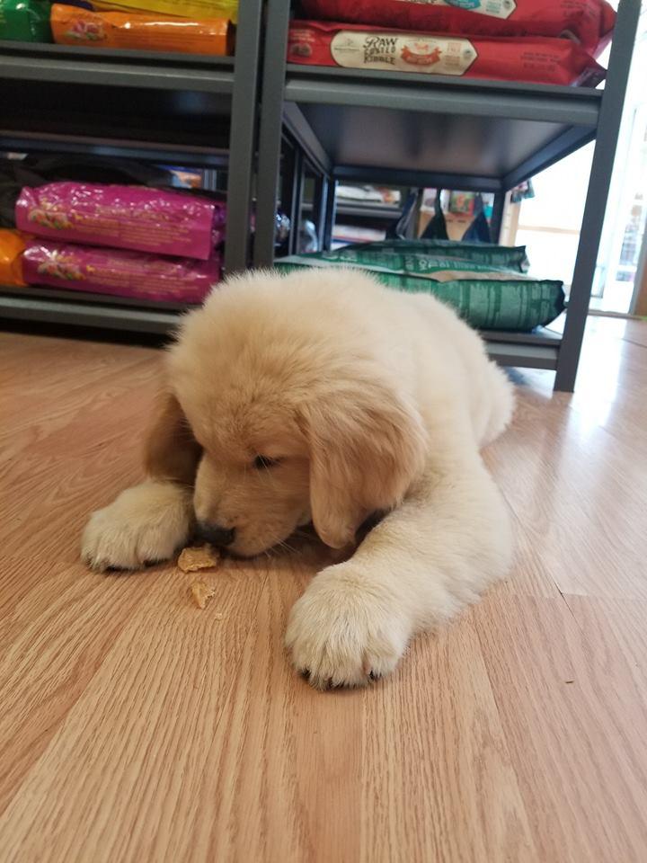 grateful dog walkers