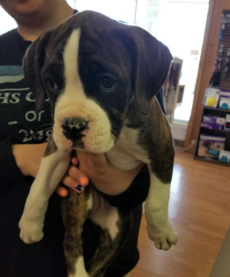 grateful dog walkers