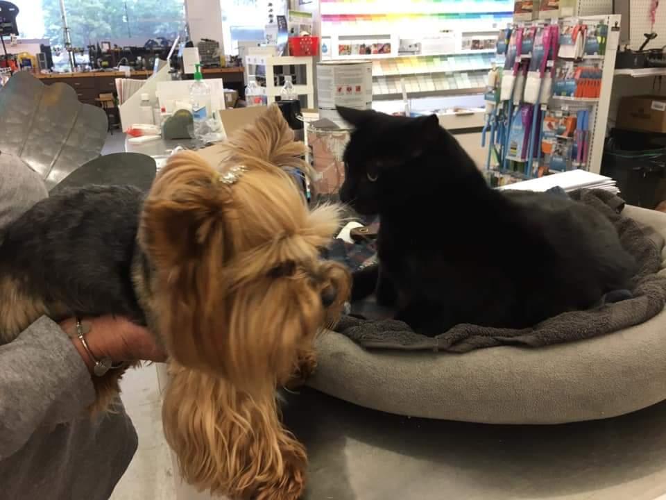Dog Friendly Shopping in Decatur MI BringFido