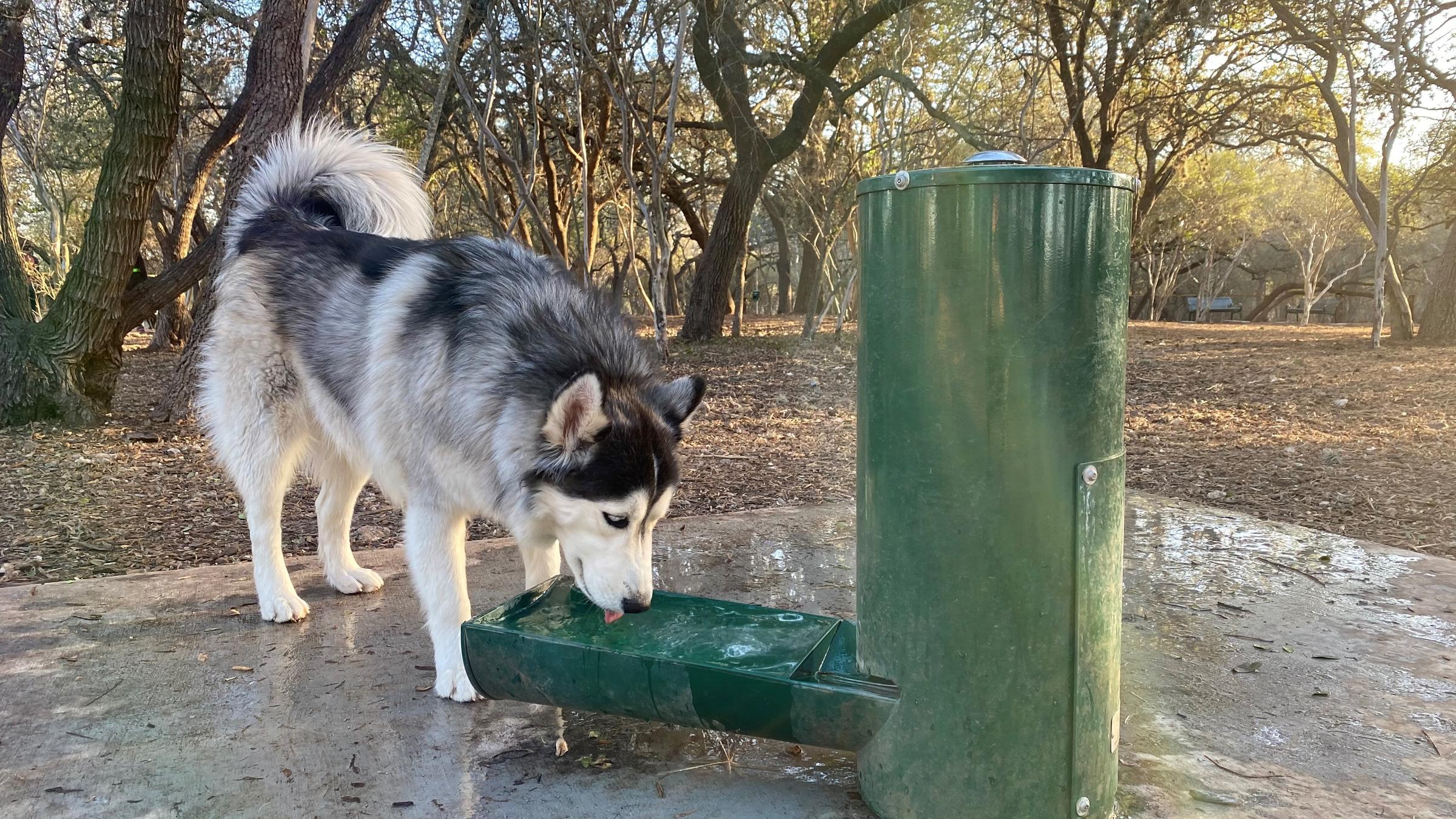 Pet Friendly Dog Park at Pearsall Park