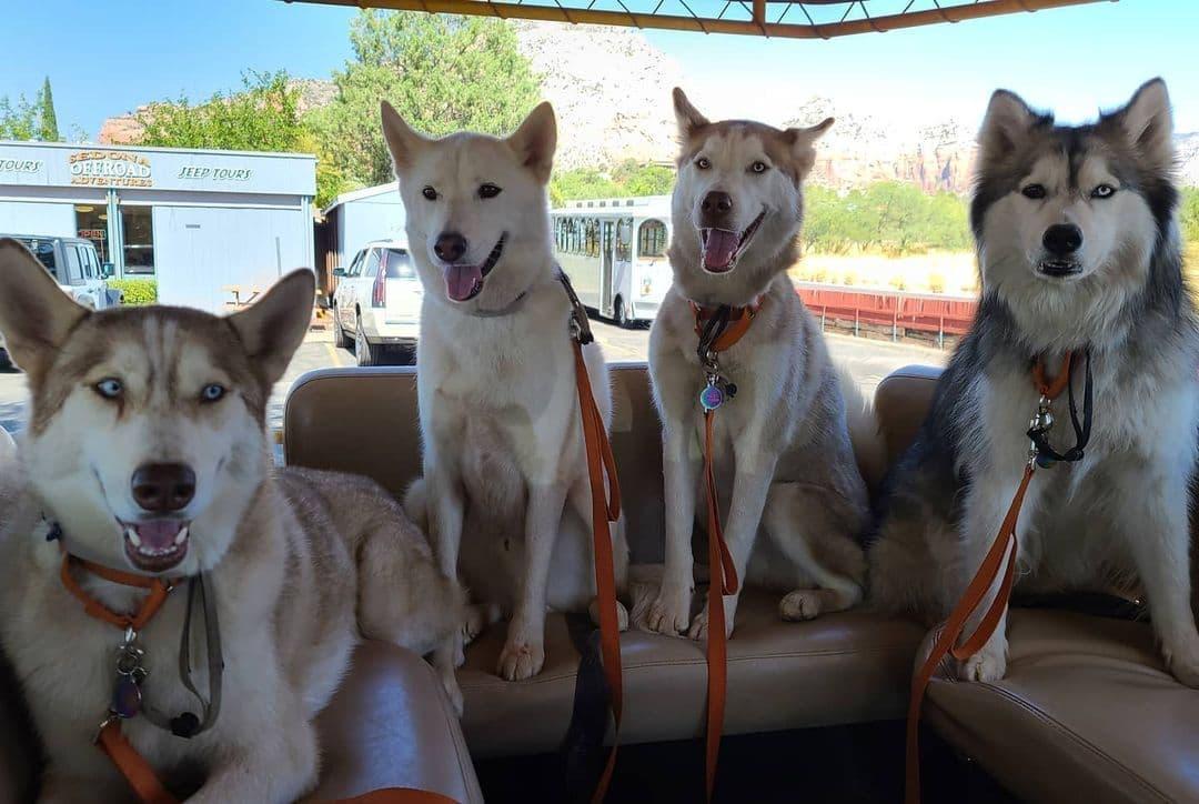 Pet Friendly A Day in the West Jeep Tours