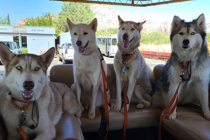 Pet Friendly A Day in the West Jeep Tours
