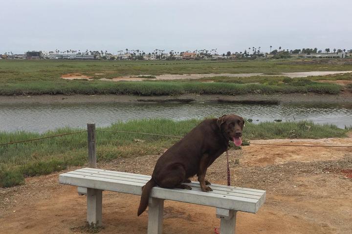 Pet Friendly Tijuana Estuary