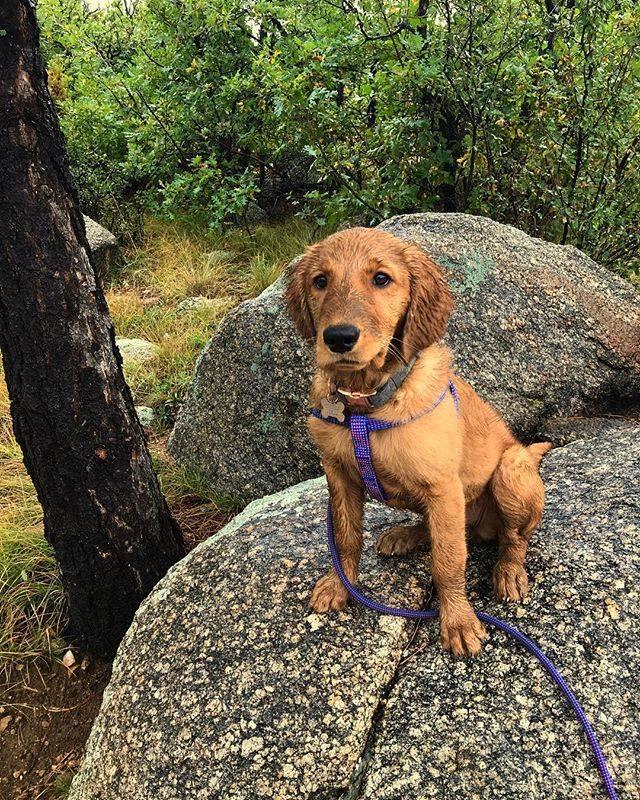 are dogs allowed at cheyenne mountain state park