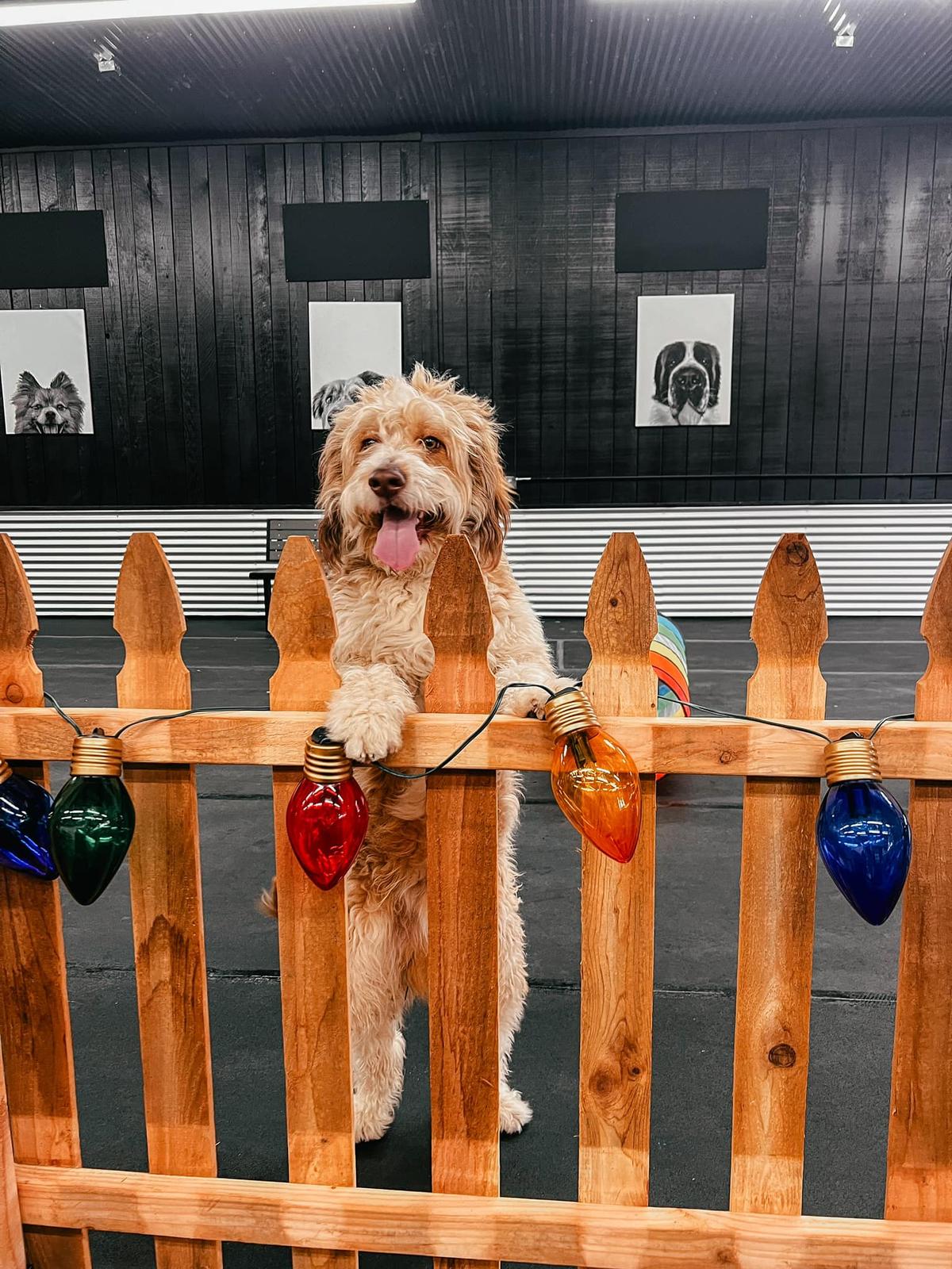 Closed Rex Relax Indoor Dog Park closed-rex-relax-indoor-dog-park