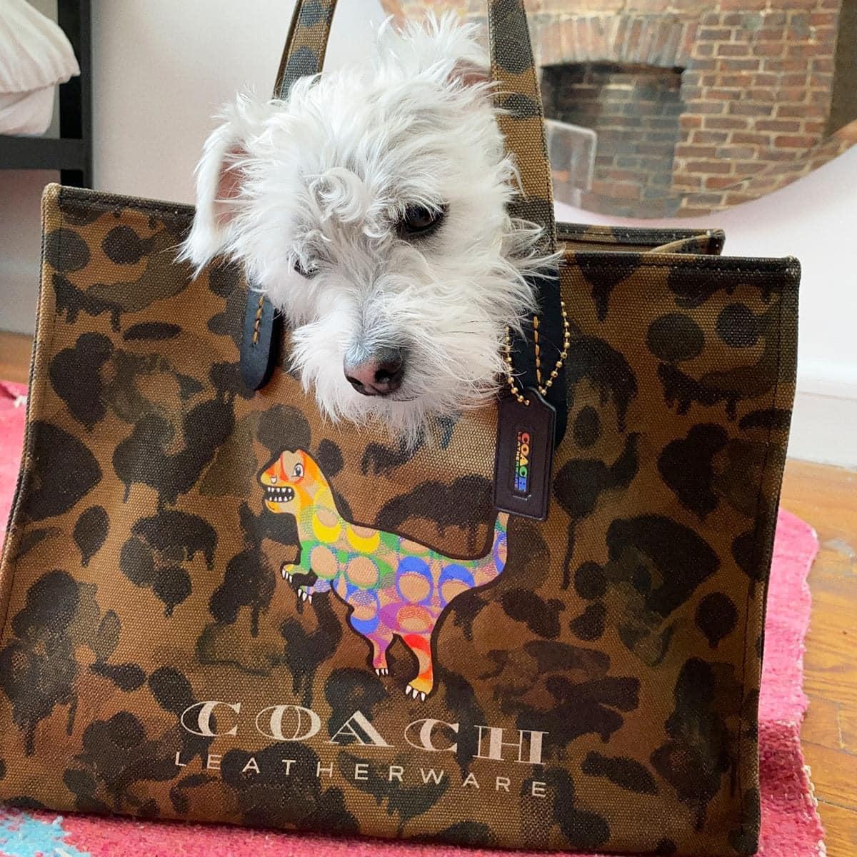 Coach bags discount tanger outlet