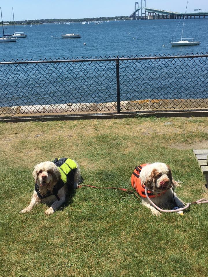 are dogs allowed in battery park