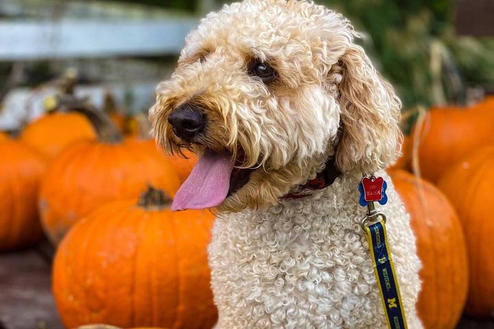 Pet Friendly Rochester Cider Mill