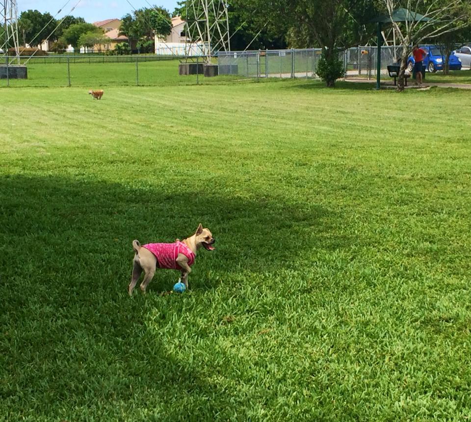johnson street dog park