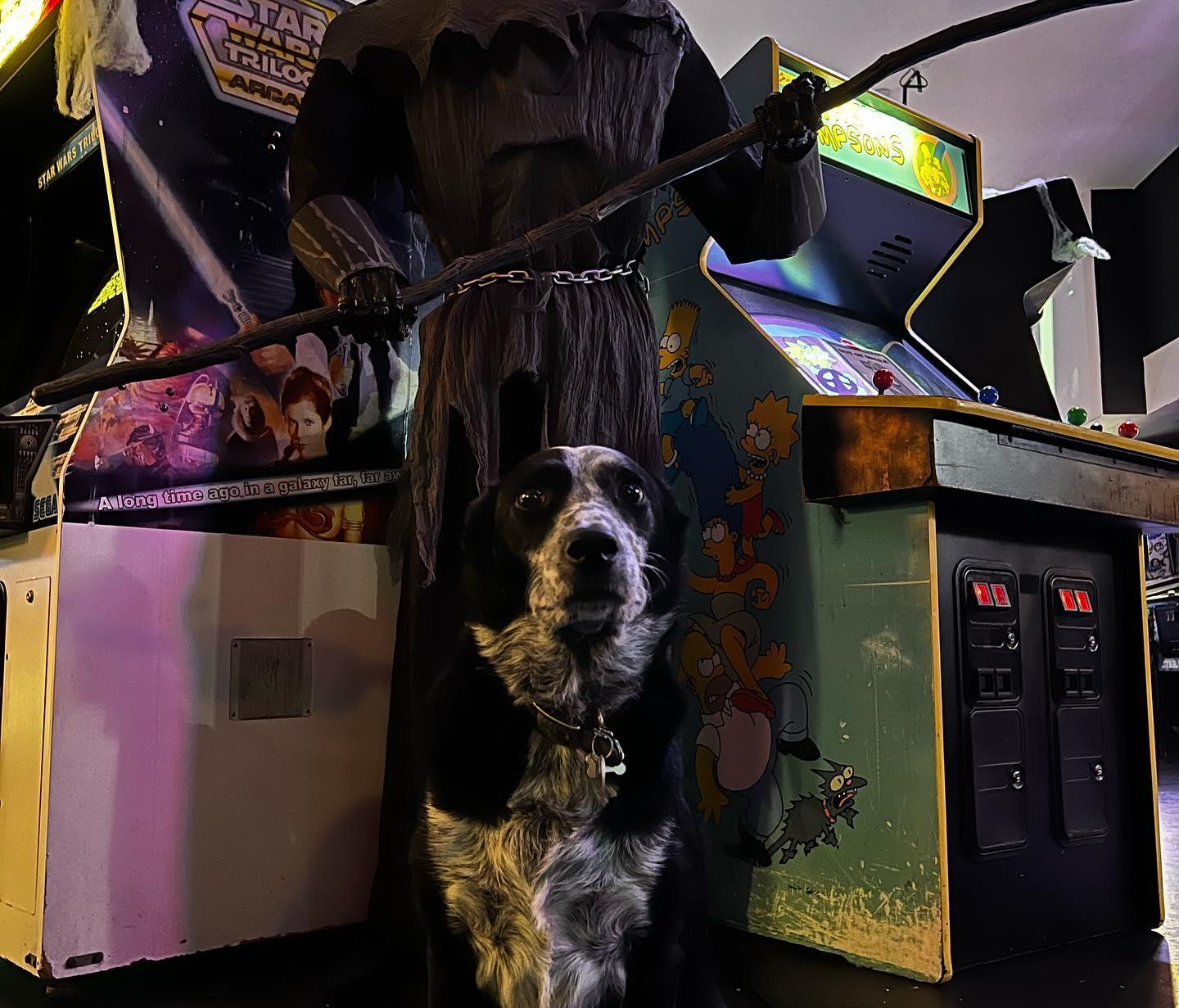 Pet Friendly Reboot Arcade Bar