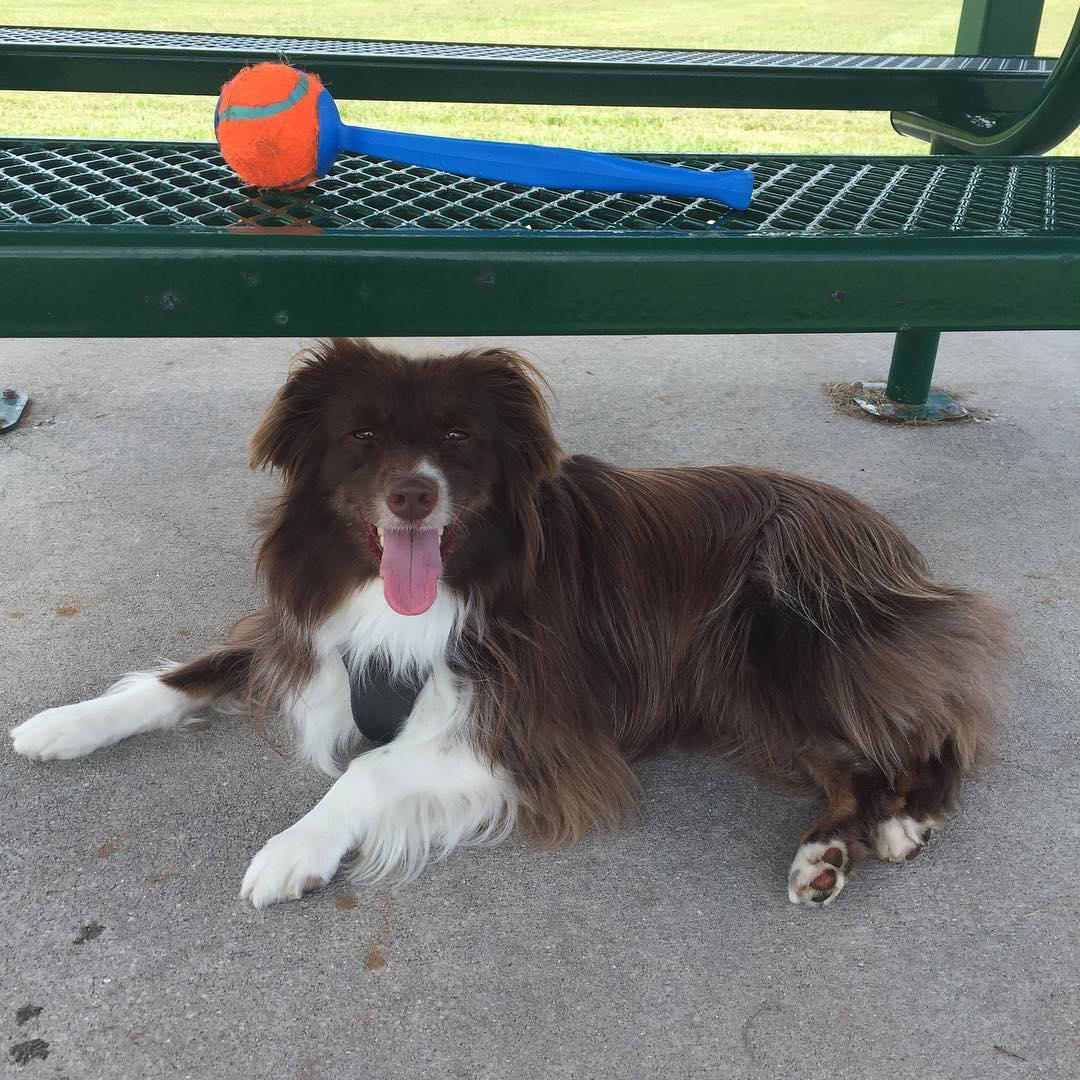 Pet Friendly Dog Park at Simmers-Young Park