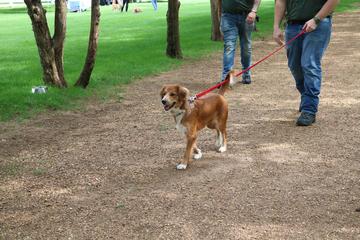 Dog Friendly Activities In Hermitage Tn Bringfido