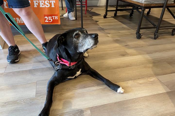 Pet Friendly The Black Dog General Store