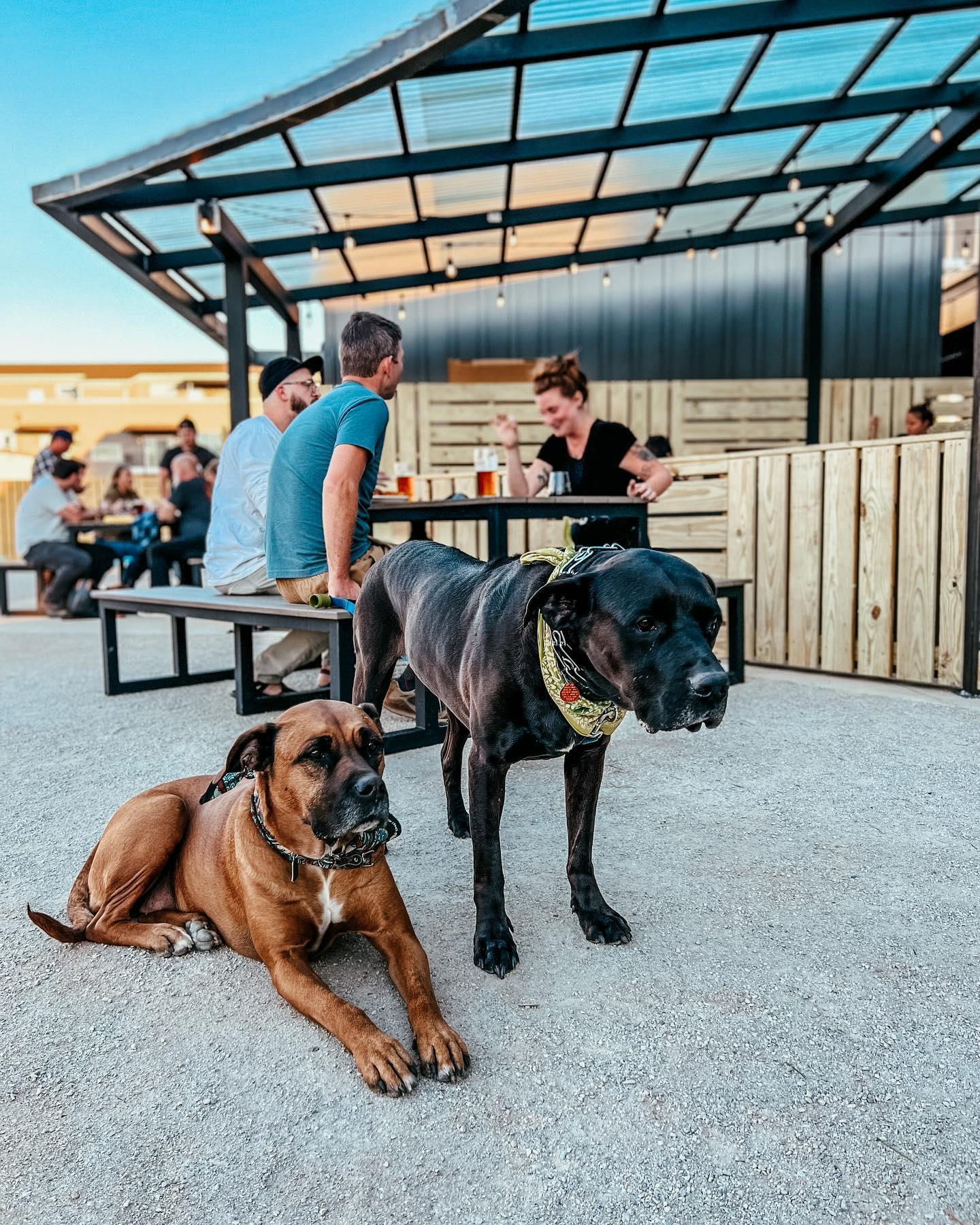 are dogs allowed at lookout mountain tn