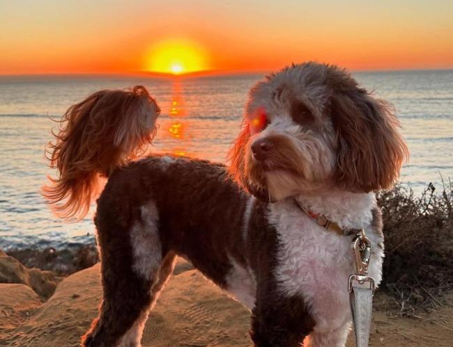 Pet Friendly Sunset Cliffs Natural Park