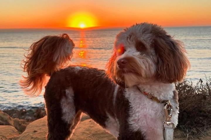 Dog Friendly Activities in San Diego: Unleash Fun Adventures