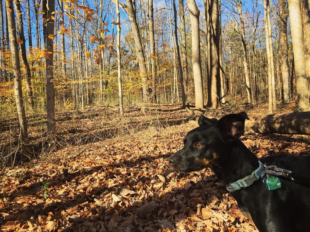 Dog friendly forest shop preserves near me