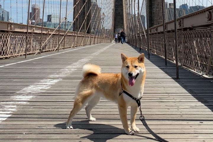 Pet Friendly Brooklyn Bridge