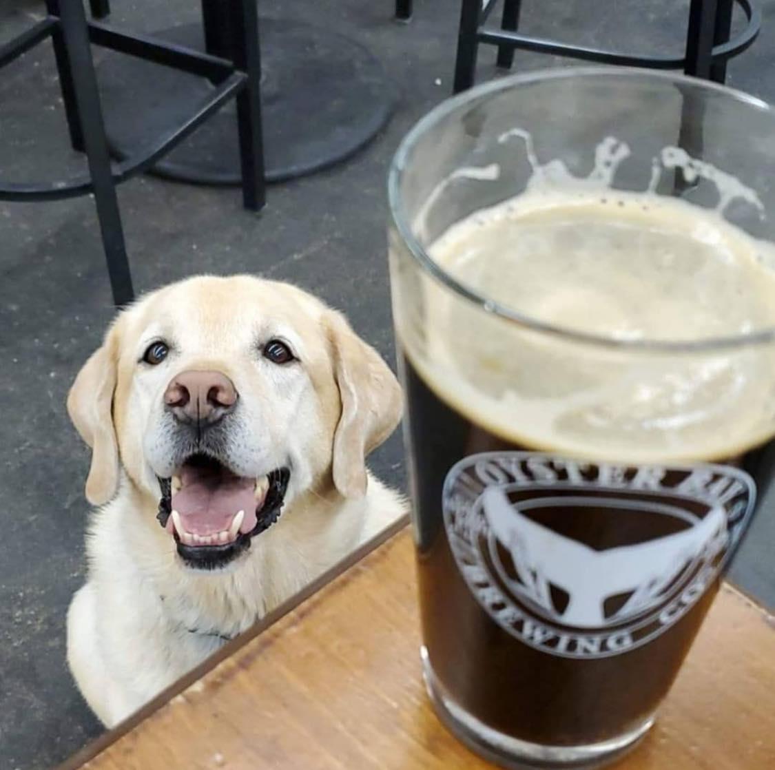 Pet Friendly Oyster Bay Brewing Company