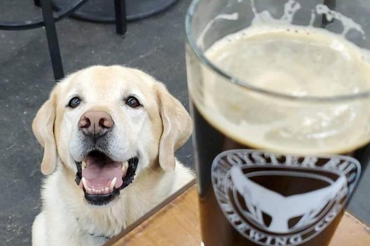 Pet Friendly Oyster Bay Brewing Company