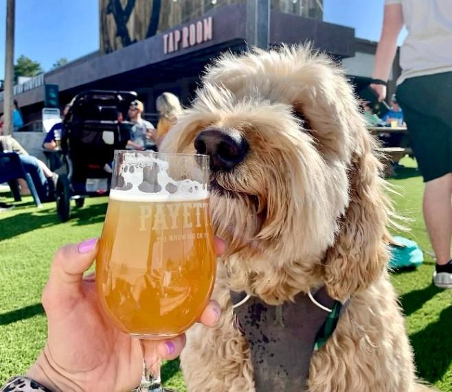 Pet Friendly Payette Brewing Co.