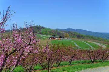 Carter Mountain Orchard