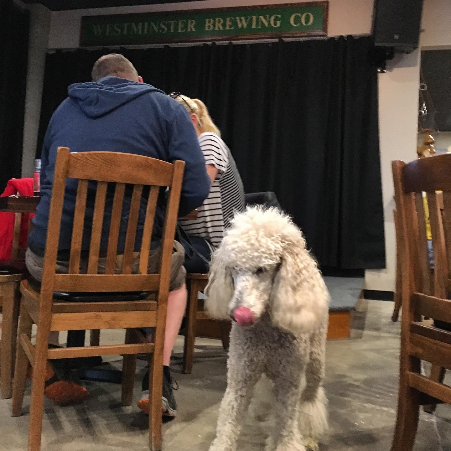 Pet Friendly Westminster Brewing Company