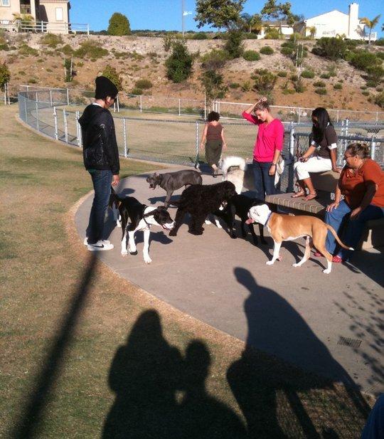 Dog walking clearance park near me