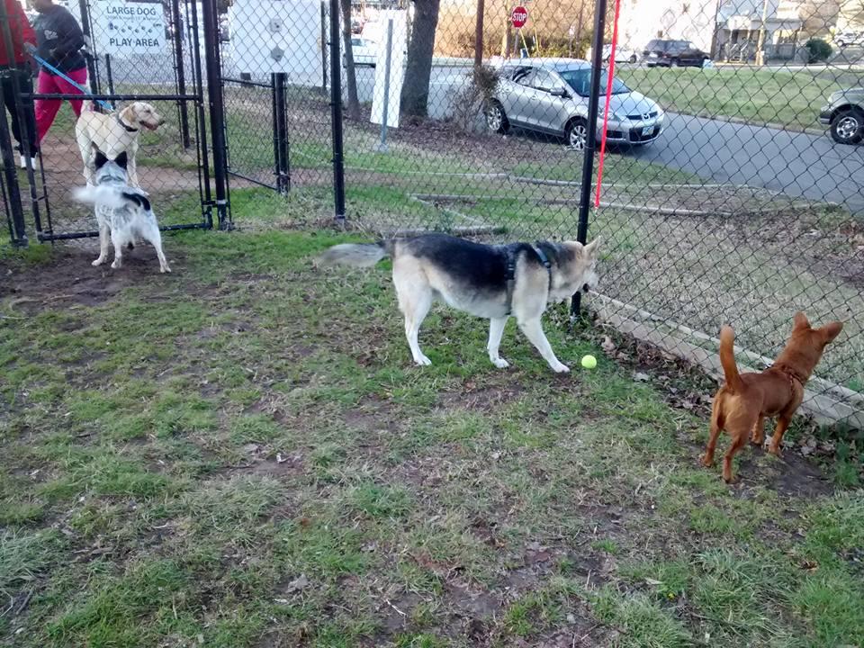 Pet Friendly Downtown Durham Dog Park