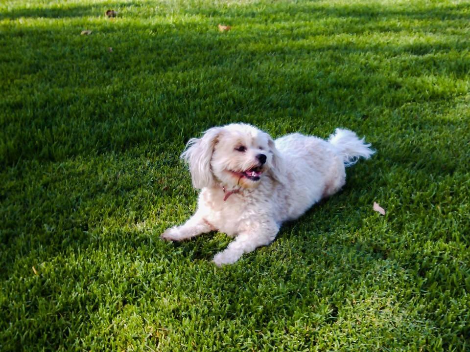 Off Leash Dog Parks In Henrico Va Bringfido