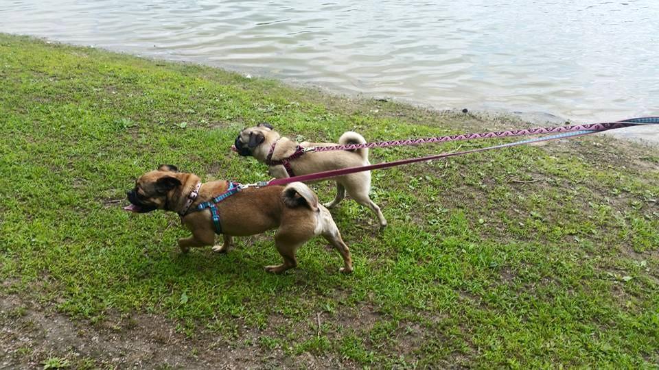 Dorey Dog Park