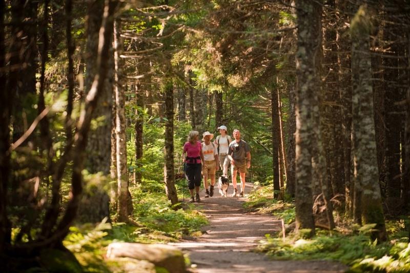 are dogs allowed in fundy national park