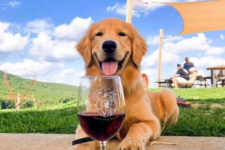 Pet Friendly The Cottage Vineyard & Winery