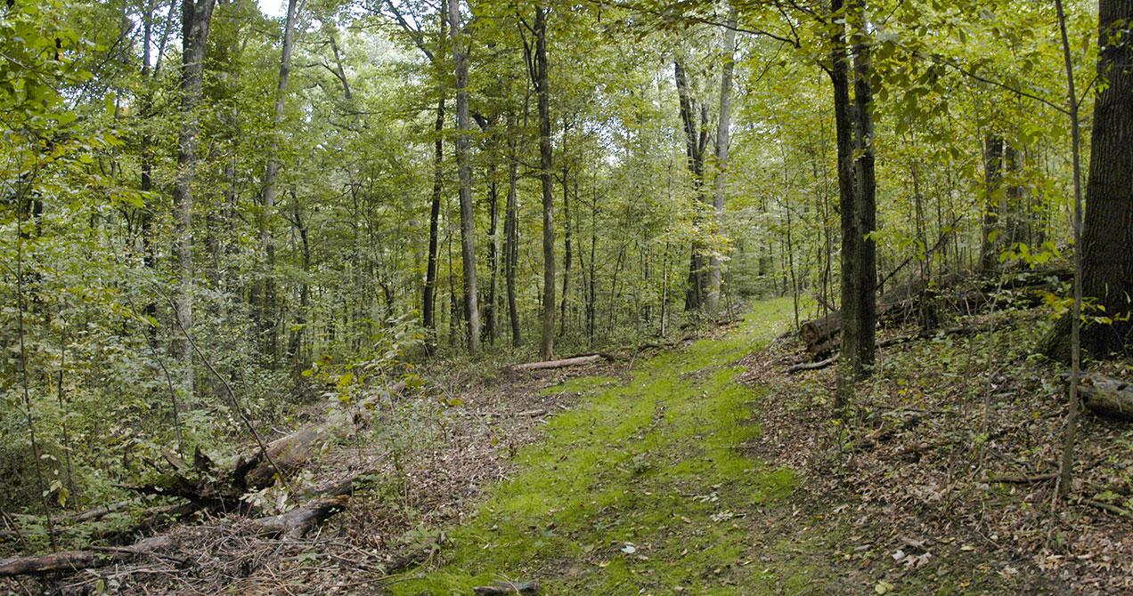 Pet Friendly Mohican-Memorial State Forest