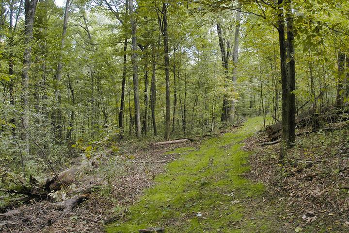 Pet Friendly Mohican-Memorial State Forest