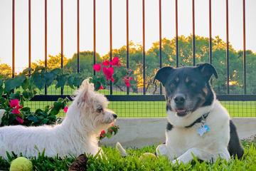 Dog Friendly Activities In Marble Falls Tx Bringfido