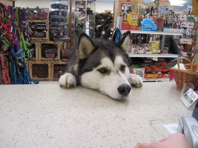 Dog Friendly Shopping in Brattleboro VT BringFido