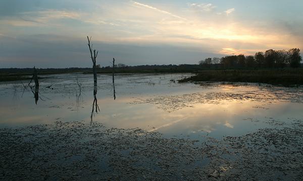 A Birdwatcher's Paradise: Unveiling the Charms of Banner Marsh State Fish and Wildlife Area