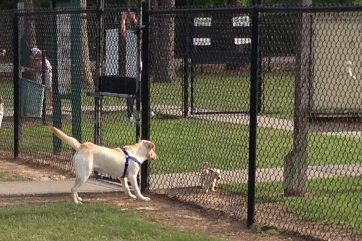 Pet Friendly Dog park at Maxey Park