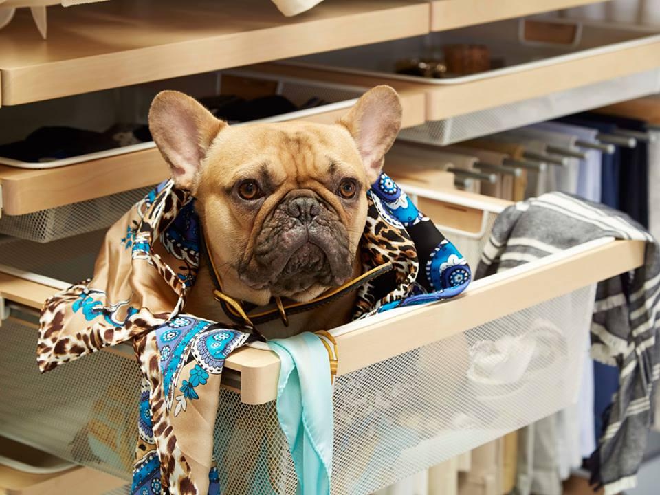 Container store discount dog friendly