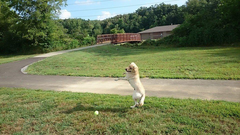 MurrayCalloway County Dog Park