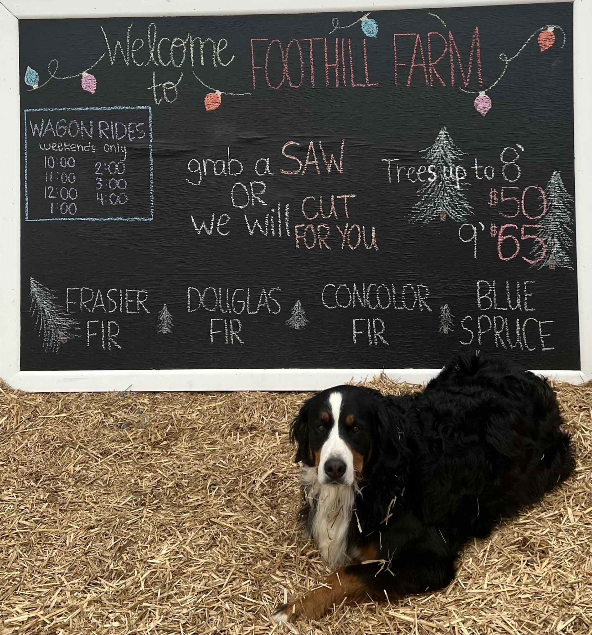 Pet Friendly Foothill Farm