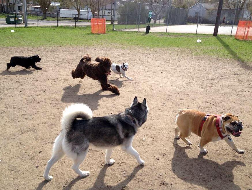 Traverse City Dog Park