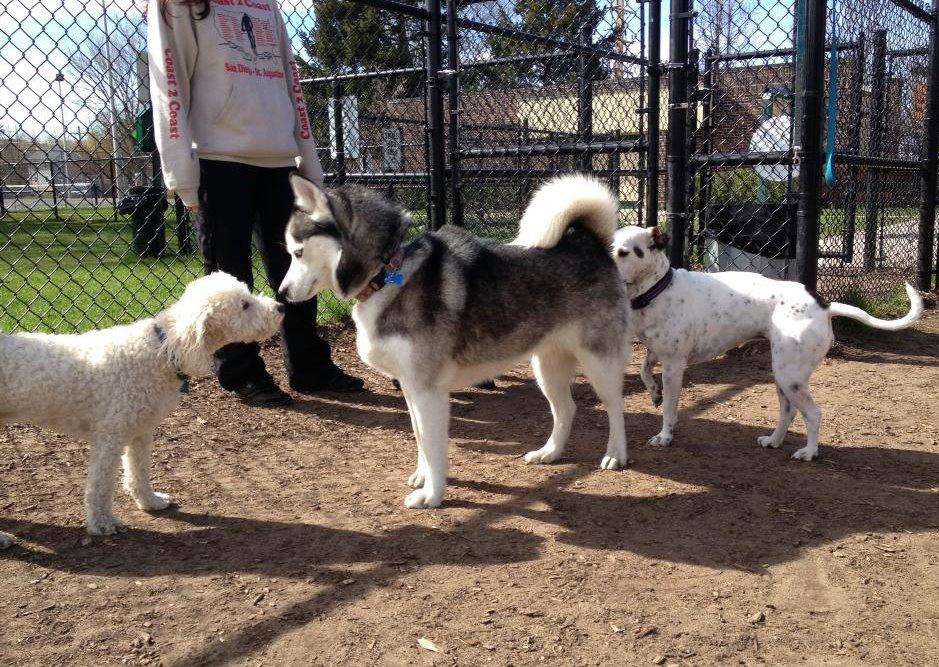 Wags West Dog Park
