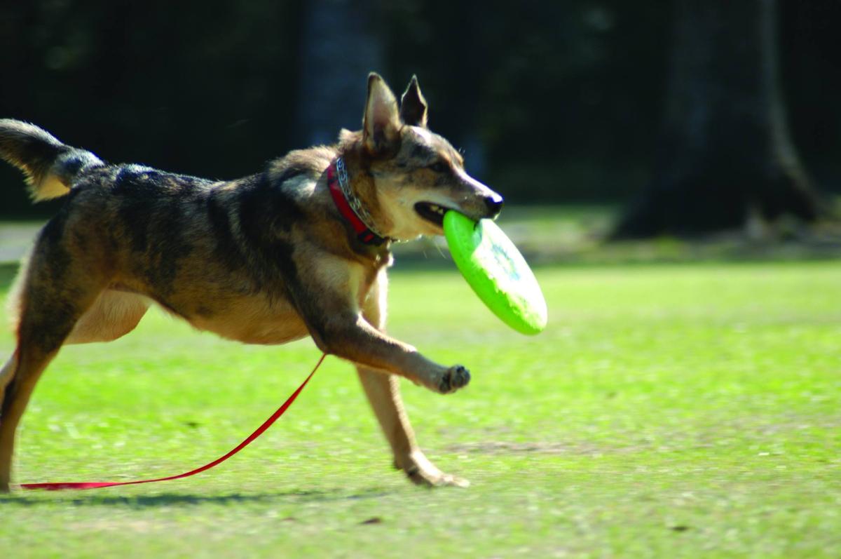 Raising Cane's Dog Park