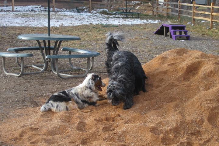 Pet Friendly Ouray Dog Park