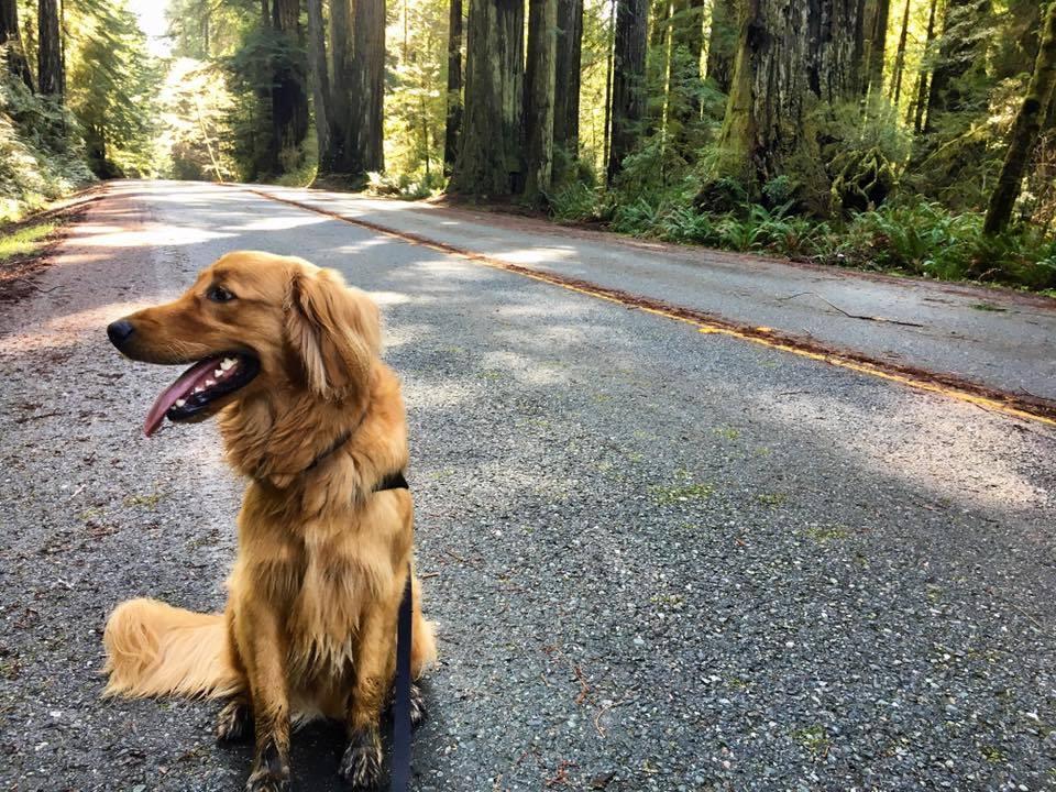are dogs allowed in redwood national park california